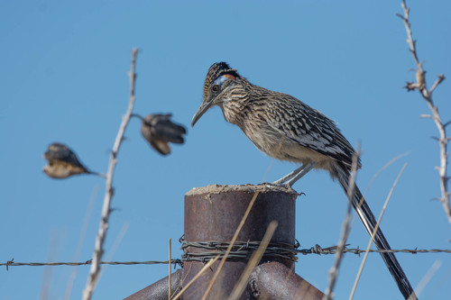 Greater Roadrunner