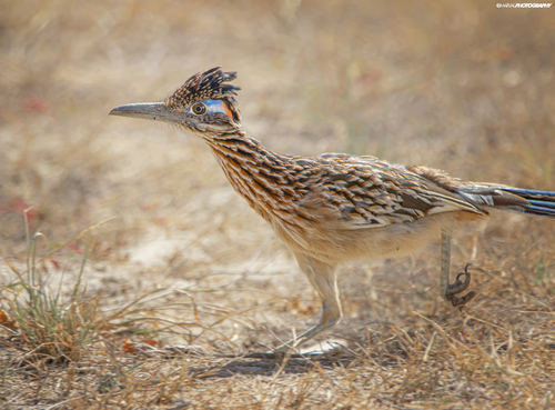 Greater Roadrunner