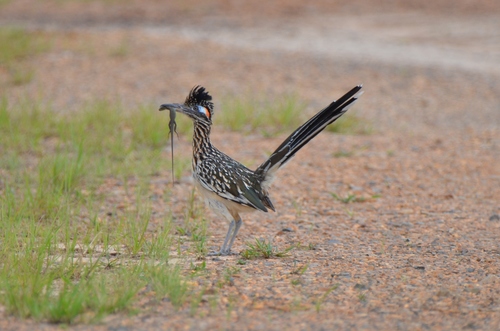 Greater Roadrunner