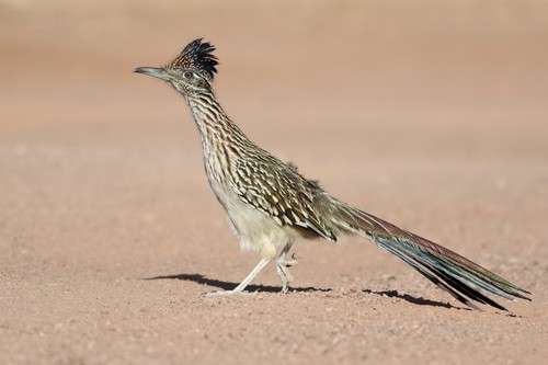 Greater Roadrunner