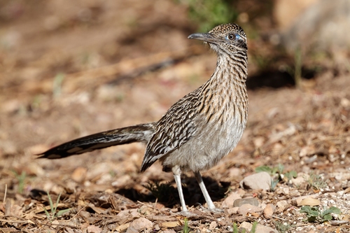 Greater Roadrunner