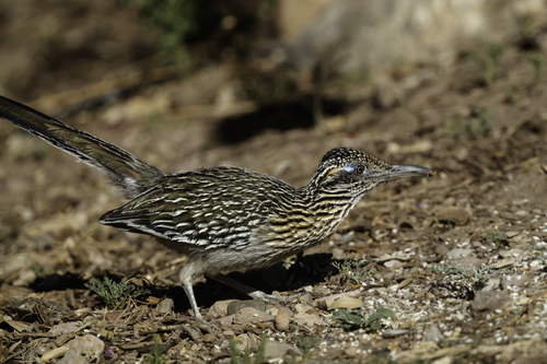 Greater Roadrunner