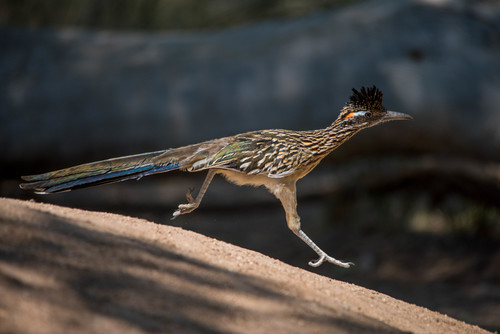 Greater Roadrunner