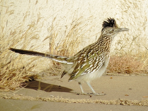 Greater Roadrunner