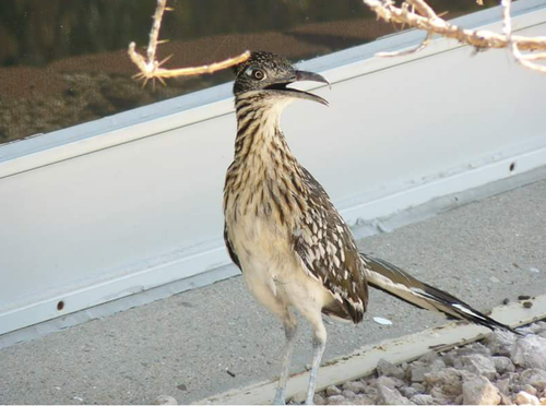 Greater Roadrunner