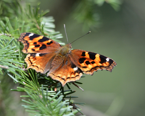 Compton Tortoiseshell