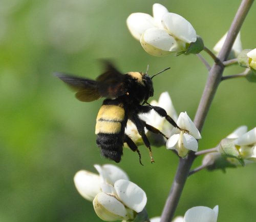 Black-and-gold Bumble Bee