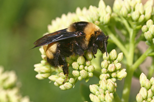 Black-and-gold Bumble Bee