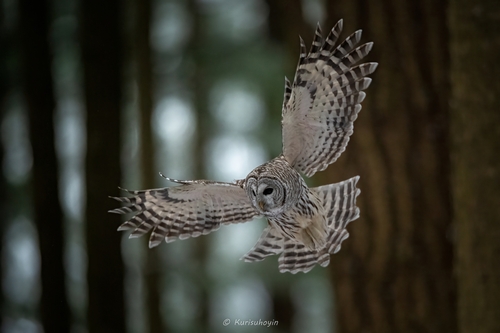 Barred Owl