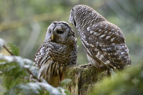 Barred Owl