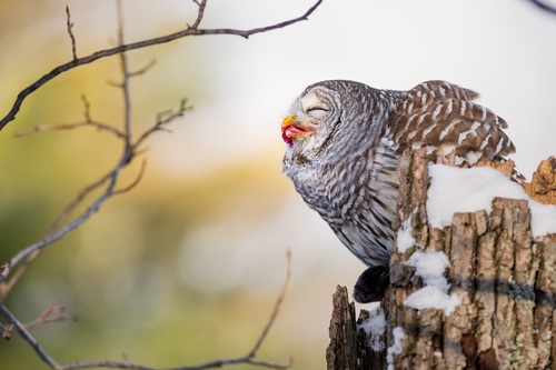 Barred Owl