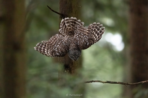Barred Owl