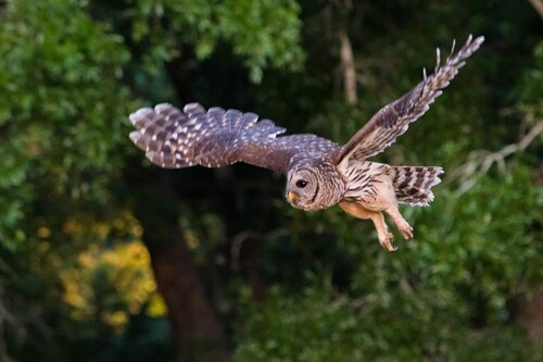 Barred Owl