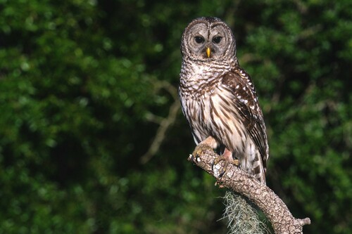 Barred Owl