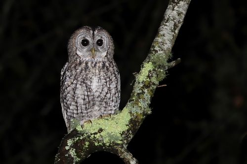 Tawny Owl