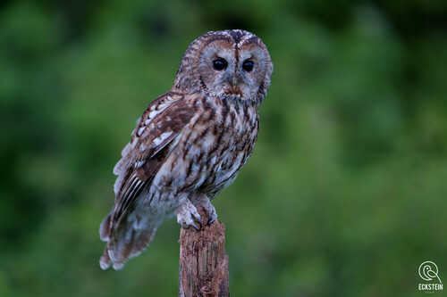Tawny Owl