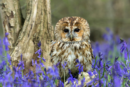 Tawny Owl