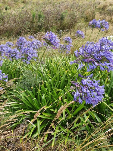 blue lily