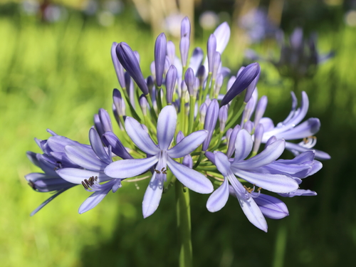 blue lily