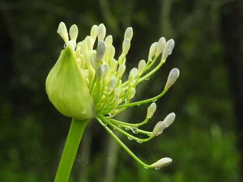 blue lily