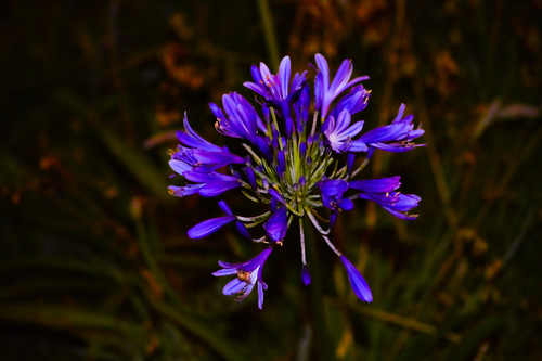 blue lily