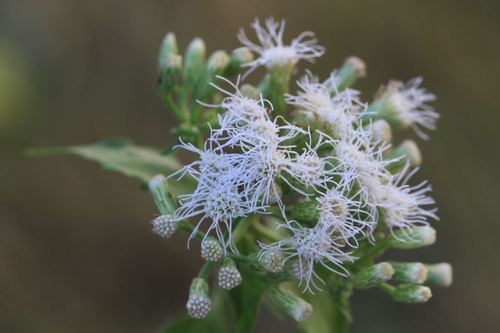 Siam weed
