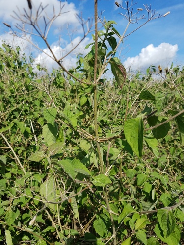 Siam weed