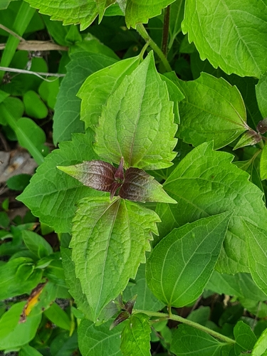 Siam weed