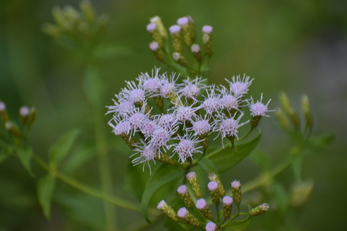 Siam weed