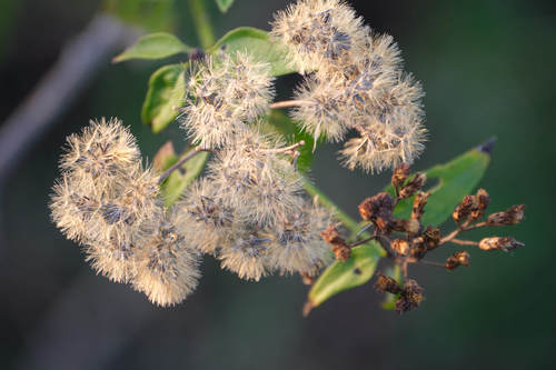 Siam weed