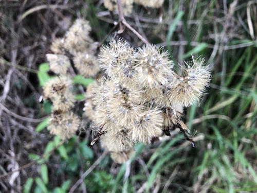 Siam weed