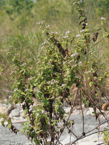 Siam weed