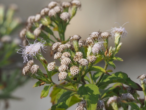 Siam weed