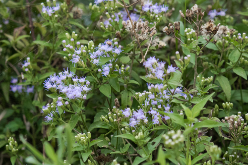 Siam weed