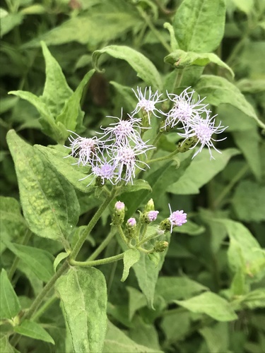 Siam weed