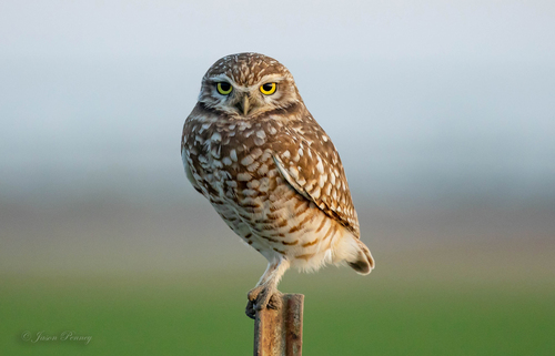 Burrowing Owl