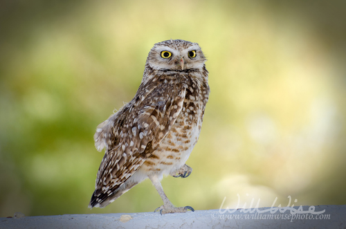 Burrowing Owl