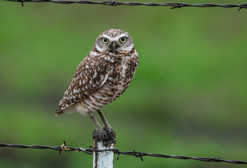 Burrowing Owl
