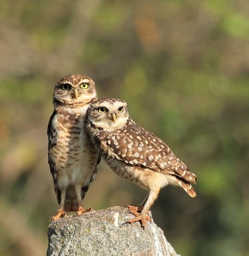 Burrowing Owl
