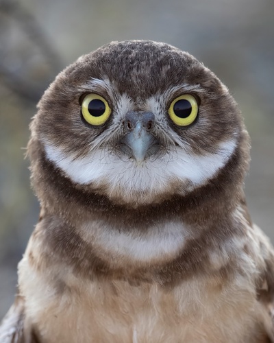 Burrowing Owl