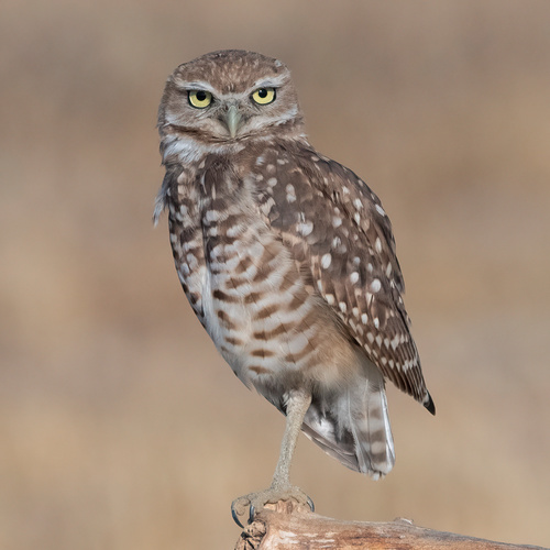 Burrowing Owl