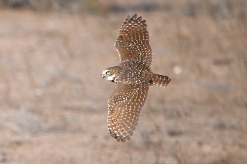 Burrowing Owl