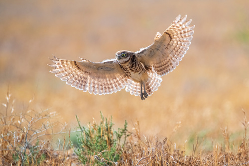 Burrowing Owl