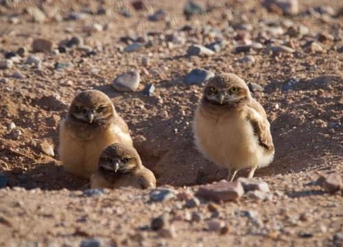 Burrowing Owl