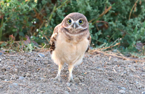 Burrowing Owl