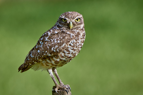 Burrowing Owl