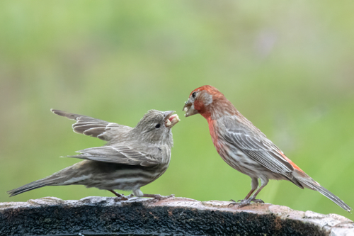 House Finch