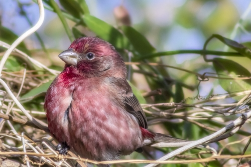 House Finch