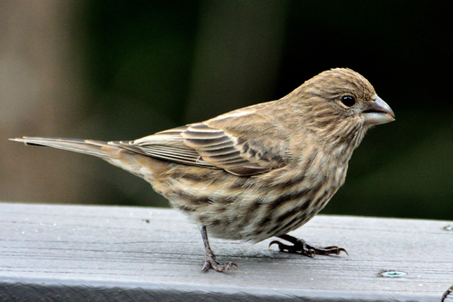 House Finch