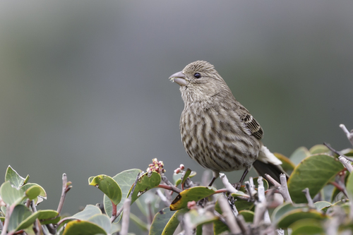 House Finch